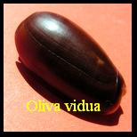 Oliva (Viduoliva) vidua, Röding 1798 